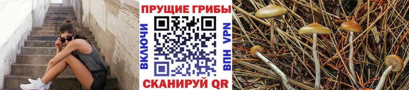 Галлюциногенные грибы Psilocybe  где продают наркотики  Бугуруслан 